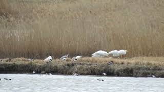 20220326強風に耐えるサギたち米子水鳥公園DSCN2206