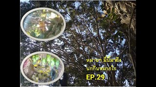 หมานฯ มื้นี้มายีงนกกีนหมากไร EP.29