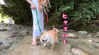 初めての川遊びで水嫌いを忘れてはしゃぐ柴犬が可愛い