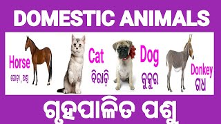 Domestic Animals Name ||ଗୃହ ପାଲିତ ପଶୁ ମାନଙ୍କ ନାମ || Animals Name || Animals Name in English_Odia