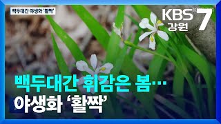 백두대간 휘감은 봄…야생화 ‘활짝’ / KBS  2023.05.04.