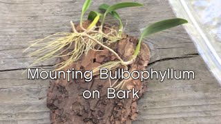 Mounting Bulbophyllum on Bark