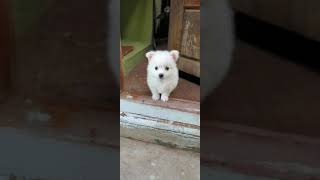 Pomeraninan puppy female 45 days  - 4.5 k place kollam tansportation avalable8136909733