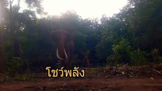 #อาการเริ่มดีขึ้นวิชากล้าแกร่งเลยนะพลายยอดรัก🐘🐘🐘