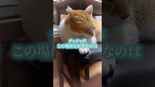 家族が一番だと思ってた #元野良猫チャチャ #ねこ #ネコ #チャチャ #猫 #cat #猫武将