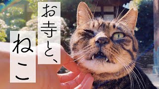 護国寺で日向ぼっこしている猫に近づいたらモフらせてくれた