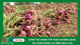 STV - Phát triển Hành tím theo chuỗi giá trị