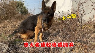 忠犬老德牧被主人拋棄，瘦骨嶙峋氣息奄奄，空洞眼神裏充滿絕望