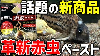 【エサ】コリドラスに話題の赤虫ペーストをあげてみた！常温保存できる冷凍赤虫になれるのか…？｜GEX ワイルドペースト 赤虫+クリル【アクアリウム】