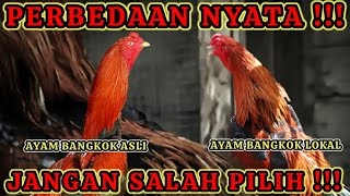 PERBEDAAN AYAM BANGKOK ASLI DENGAN AYAM BANGKOK LOKAL