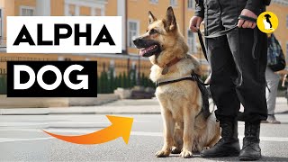 7 Reasons Why German Shepherds are The ALPHA DOG