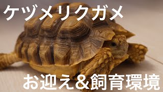 ケヅメリクガメ　お迎え\u0026飼育環境紹介