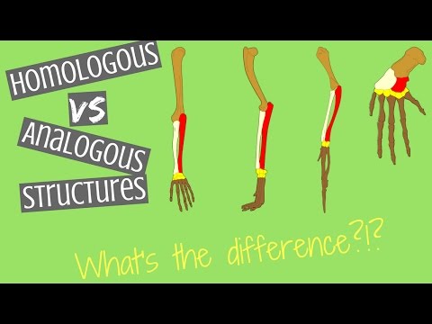 What is a analogous structure?