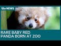 Rare red panda cub born at Banham Zoo | ITV News