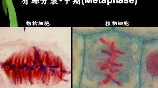 10501基礎生物ch4 1 06有絲分裂的前、中、後、末四期二簡