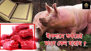 ইসলামে শুকরের মাংস হারাম  কেন এবং কেন মুসলমানরা শুকর খায় না, জানলে বিশ্বাস করতে পারবেন না