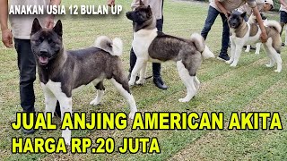 Jual Anjing American Akita Rp.20 Juta - Puppy 12 Bulanan