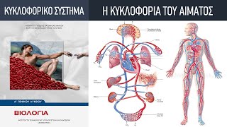 Κεφ. 3: Το κυκλοφορικό σύστημα | 3. Η κυκλοφορία του αίματος