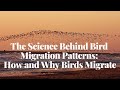 The Science Behind Bird Migration Patterns | How and Why Birds Migrate
