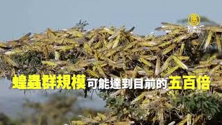 4千億蝗蟲 陸急通知：恐襲西藏雲南新疆 增500倍