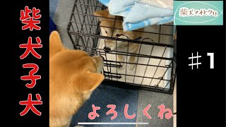 先住犬と柴犬子犬が初対面♯1