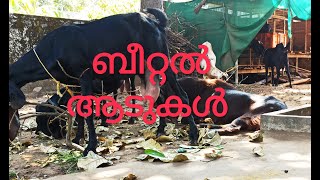 ബീറ്റൽ ആടുകളെ പരിചയപ്പെടാം #Beetal #Goatfarming