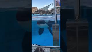 アース君　声聞きました　名古屋港水族館#shorts