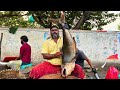 KASIMEDU 🔥 MINNAL RAJA | GIANT BROWN COBIA FISH CUTTING VIDEO | IN KASIMEDU | FF CUTTING 🔪