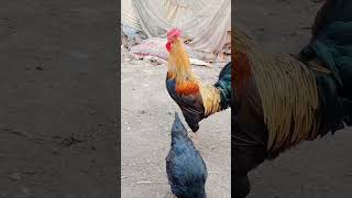 kombda song #hen#song #shorts #like #viral