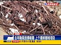 上千廢蚵棚堆堤防 嘉義海岸線礙眼－民視新聞