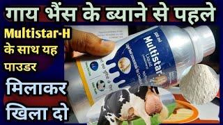 👍Multistar-H liquid के साथ यह एक पाउडर मिलाकर खिला दो👌||गाय भैंस के ब्याने से पहले||Benifits 👉