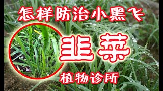 韭菜怎样防治小黑飞 - 植物诊所 (2)