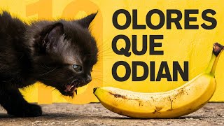 🐱10 OLORES que LOS GATOS ODIAN 🐱 ¡Evita esto al máximo!