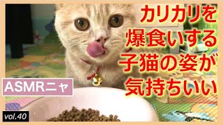 マンチカン子猫が一生懸命ご飯を食べる姿と音