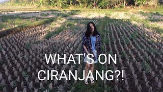 [vlog] IPEKA GOES TO CIRANJANG | LIVE IN | INDONESIA | CLARITA NATALIE