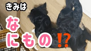 【大型犬の日常】バーニーズマウンテンドッグ のこいぬは軟体動物なのか【Bernese Mountain Dog】