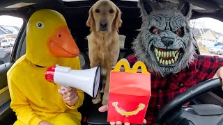 Puppy Steals Food From Rubber Ducky and Wolf in Car Ride Chase