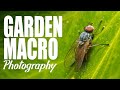 Garden Macro Photography | Take and Make Great Photography with Gavin Hoey