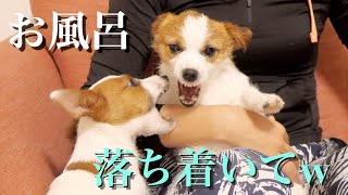 【兄犬】多頭飼いのお風呂は興奮しまくりでカオス状態(前編)/ジャックラッセルテリア/