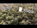 Seed To Harbest Organic Cannabis Grow In House Genetics Starfire Genetics Ethos Genetics