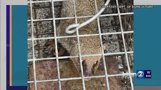 Mongoose trapped at Nawiliwili Harbor on Kauai