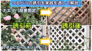 つるバラ誘引のコツを実践を通して解説！段差剪定と壁面の誘引について（ナエマ・マダムピエールオジェ）【バラの育て方】