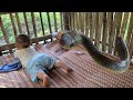 FULL VIDEO: Struggling to raise children alone. Snake bitten the child. Bad guy bothering