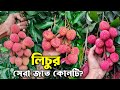 চাষের জন্য সেরা লিচুর জাত কোনটি? | লিচু চাষ পদ্ধতি | Lychee Plant