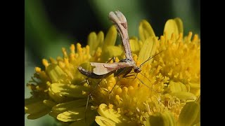 Hoefbladvedermot Platyptilia gonodactyla