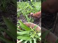 Harvest, kangkong. #vegetable #satisfying #nutritious #sinigang #asmr #benjabenji