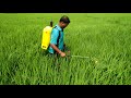 spraying in my paddy field.. battery cum hand sprayer.....09 10 2017