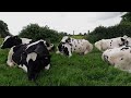 Holstein Cows relaxing on the grass in May 2020
