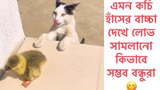 আমি টুকুস আমার হাত থেকে বাঁচার আর কোন উপায় নাই রে তোর হাঁসের বাচ্চা|পটিয়ে পাটিয়ে তোকে খাবই😋Cute Cat