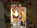 cute dog dance u0026 cute cat dance 🐈🐕